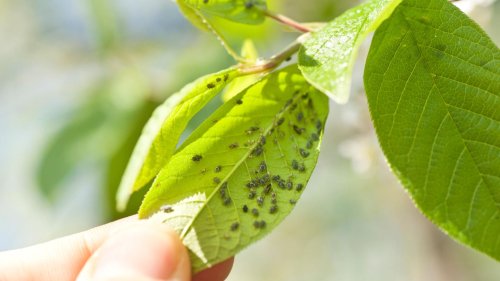 Blattläuse bekämpfen: Welche (Haus-)Mittel vertreiben die Schädlinge?
