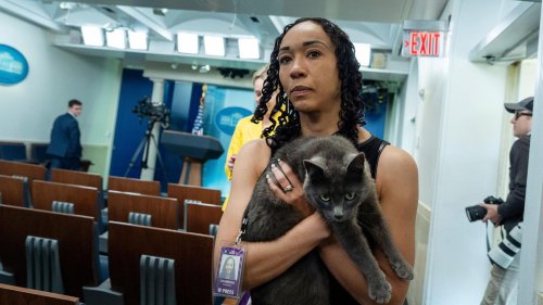 Katze auf Abwegen sorgt für Wirbel im Weißen Haus