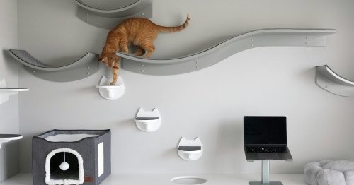 How a Minnesota ‘childless cat lady’ transformed her home into a feline playground