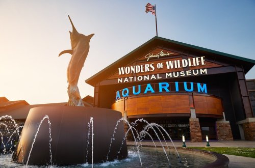 Must-visit summer encounters at Wonders of Wildlife National Museum & Aquarium