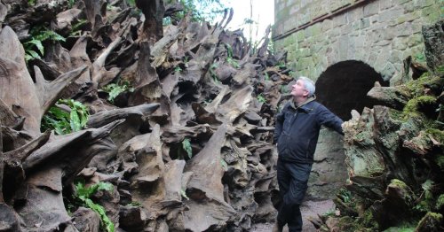 Inside Biddulph Grange Stumpery - the oldest and maybe now the largest in the country