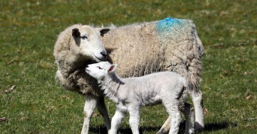 Police appeal as eight-week-old lamb stolen from Packmoor field