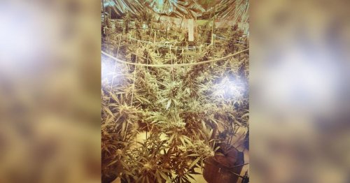 Police bust cannabis factory taking up four rooms of Meir house