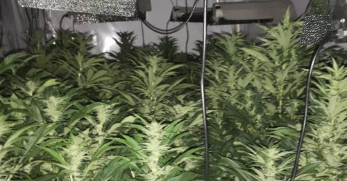 Gas engineer finds 80 cannabis plants inside Stoke-on-Trent house