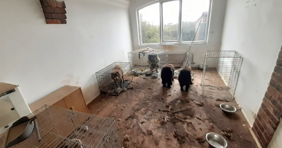 Rogue tenant who kept 32 dogs in house 'with no water' rumbled at birthday dinner