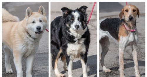 Can you help? These 10 Animal Lifeline dogs would love a forever home