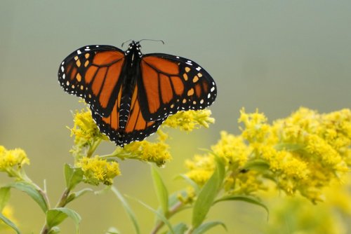 Monarch butterflies are in trouble. Here's how you can help
