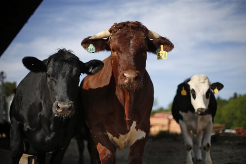 No, farmers aren’t required to vaccinate livestock with mRNA vaccines