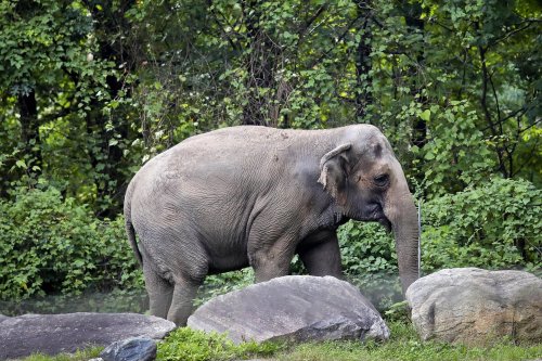 Bronx Zoo elephant named Happy isn't a person, court rules