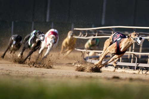Greyhound racing nearing its end in the U.S. after long slide