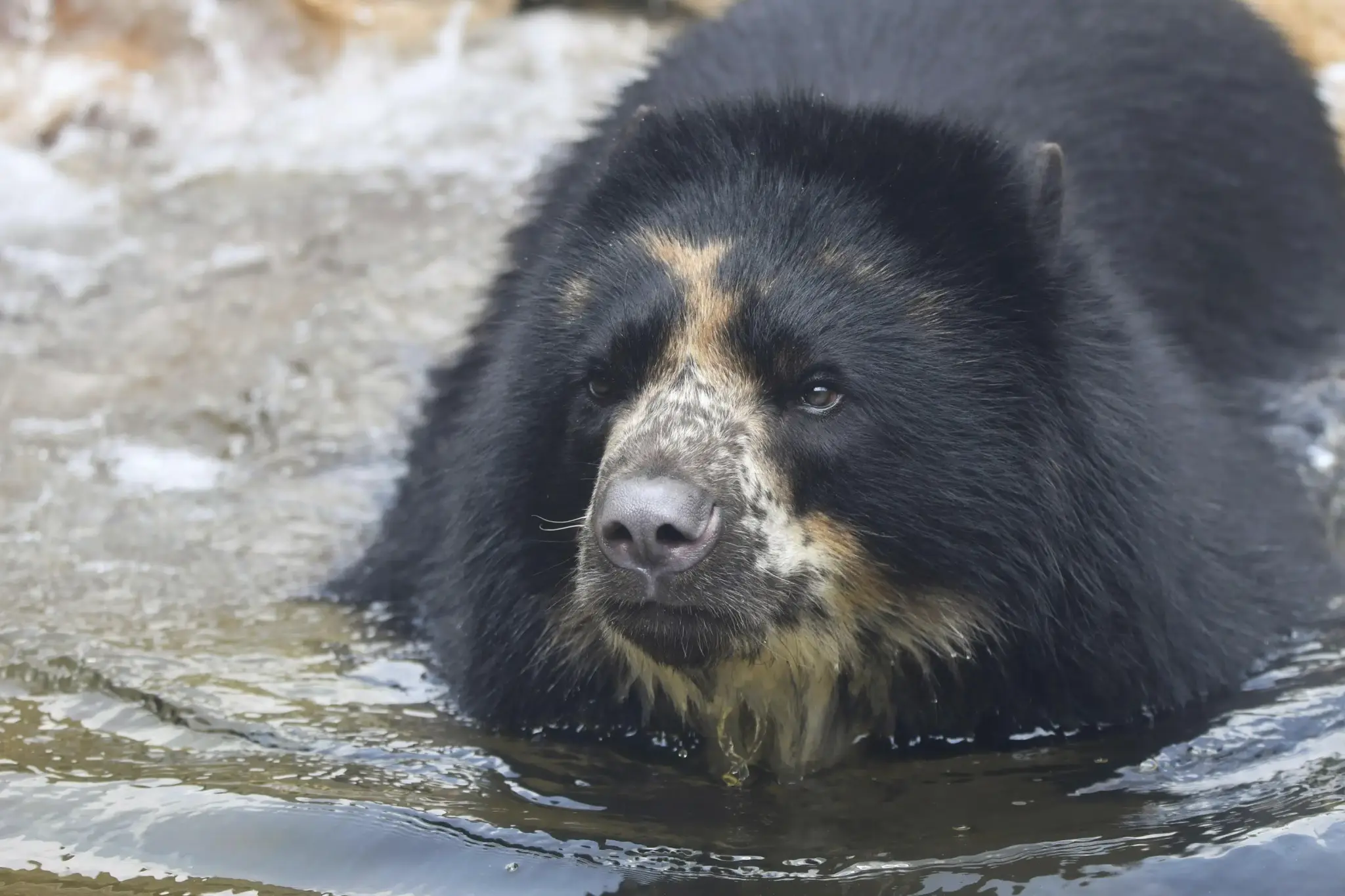 Escape-artist Missouri bear heads to Texas zoo with moat