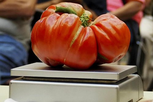 Gardening: A tomato lover's 7 tips for growing them big