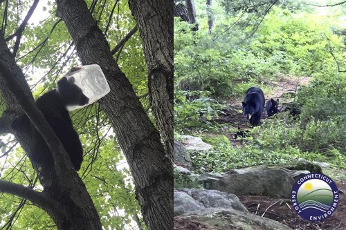 Bear cub rescued after getting head stuck in container in CT