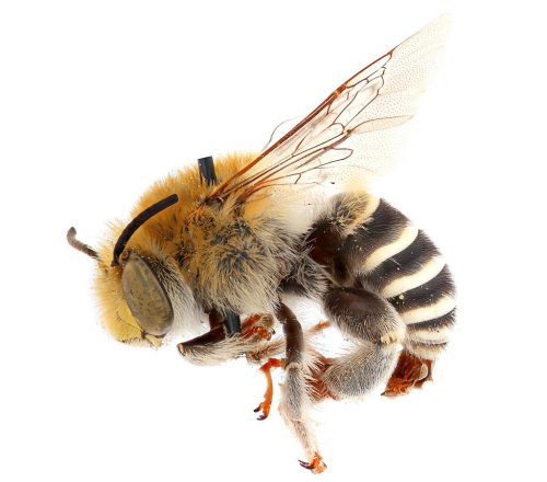 Buzzing Of Bees First Heard 120 Million Years Ago - Zenger News