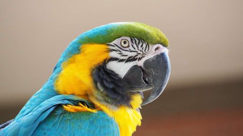 Macaw Parrot Price in india 2021 | Parrot Price in india