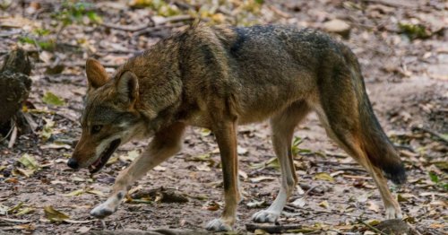 Animal lawyer Rebeka Breder says Vancouver doesn't have a coyote problem, it has a human problem