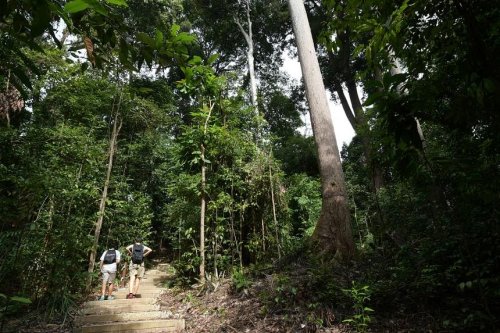 Singapore to host international XPrize Rainforest competition in 2023