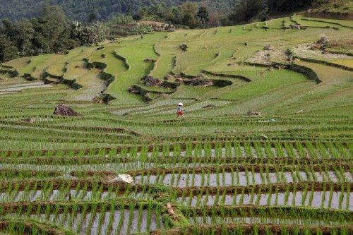 Vietnam to cut annual rice exports by 44% to 4 million tonnes by 2030