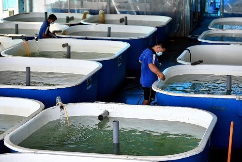 SFA to study fish farming's impact in East Johor Strait - Flipboard