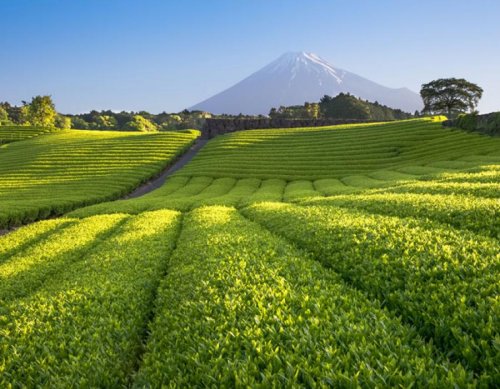 A close look at green tea's place in Japanese culture