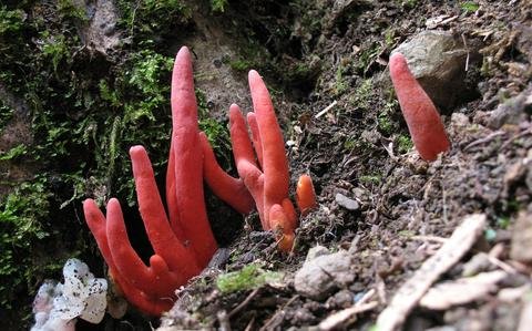 Sightings of deadly ‘fire mushroom’ prompt warning from US military in Japan