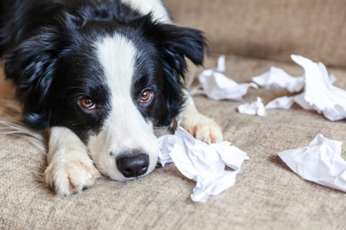 7 Most Badly-Behaved Dog Breeds That Require Extra Attention, Ranked