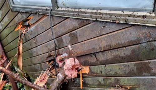 Auckland floods: 'Massive crack' as multiple trees smash into Auckland home