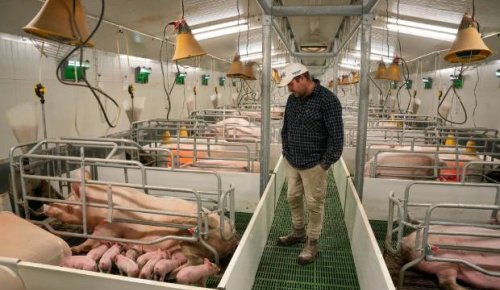 Happier pigs might mean expensive bacon and less climate-friendly farms