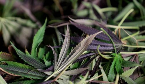 Renewed calls for medicinal cannabis to be funded as study reports pain relief