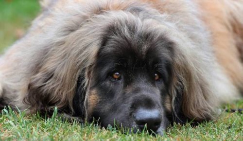 Big dogs celebrated in Timaru at two events