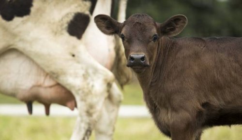 Canterbury farmer fined and disqualified after 40 calves euthanised to 'end their suffering'