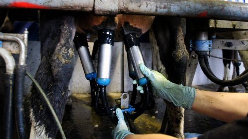 Westland Dairy ordered to keep collecting milk from Gloriavale farms
