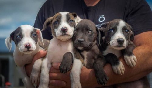 Taupō pound rehomes 150 dogs, euthanises 90 - but numbers well down on past years