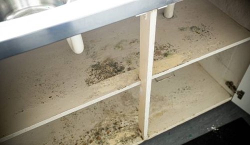 One-third of Kiwi renters living with gross mould in their home
