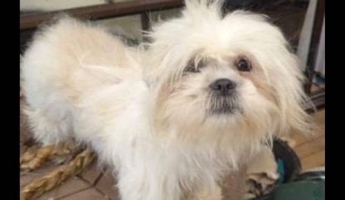 Pet owner 'emotional and happy' after lost dog Lani found on day 18 of search
