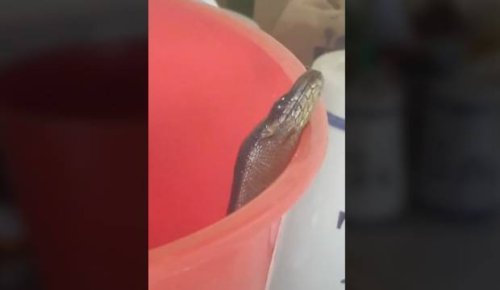Judge bemused at 'stupidity' of man keeping venomous snake in bucket, posting videos to TikTok