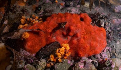 Microplastics are rife in Wellington's sea sponges - new study