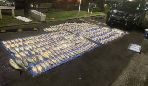 Fishing crew caught with 45 times the daily limit of snapper in Auckland
