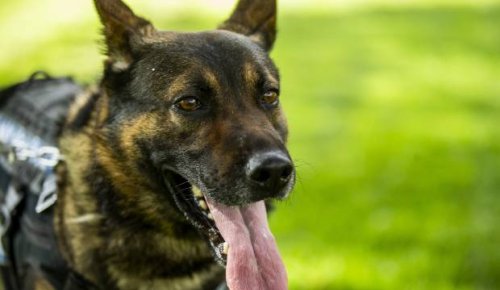 Watchdog clears use of police dog during Palmerston North arrest