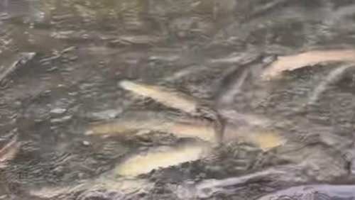 Watch: Eels migrate to the ocean at Birdlings Flat following heavy rain