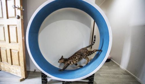 New Zealanders are locking down their cats, for good