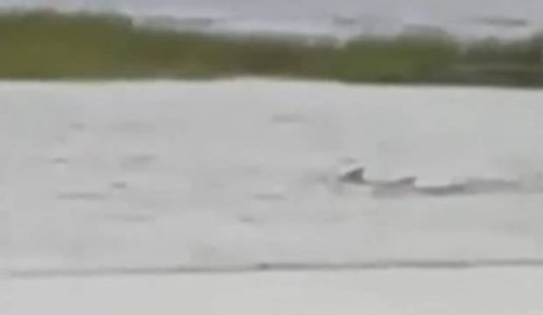 Shark seen swimming outside home in Florida as Hurricane Ian hits US state