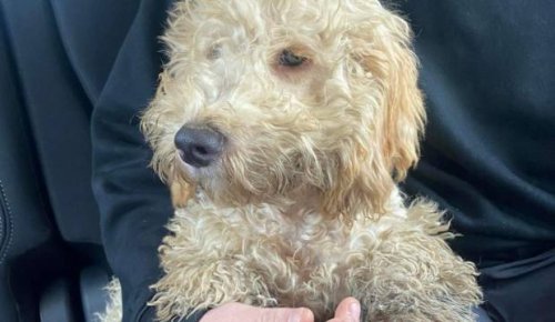 Spoodles that escaped Christchurch puppy mill 'overtly malnourished', say couple who came to their rescue