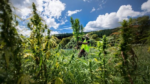 Cannabis referendum New Zealand | Stuff cover image