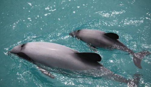 Hector's dolphins are 'turning up' in Māui's dolphin populations