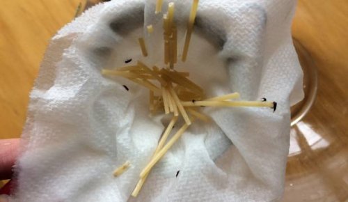 Invercargill couple finds bugs in packet of pasta