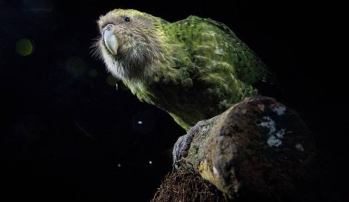 world-first-use-of-dna-to-help-endangered-k-k-p-flipboard