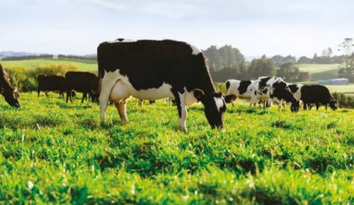 Fonterra and farmers risk not being able to get debt funding from banks if they don't meet sustainability expectations