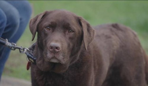 meet-wilbur-the-10-000-labrador-why-are-vets-so-expensive-flipboard