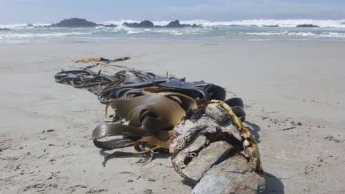 West Coast kelp decline and the marine heatwave examined